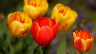 Bundesgartenschau in Erfurt wird eröffnet