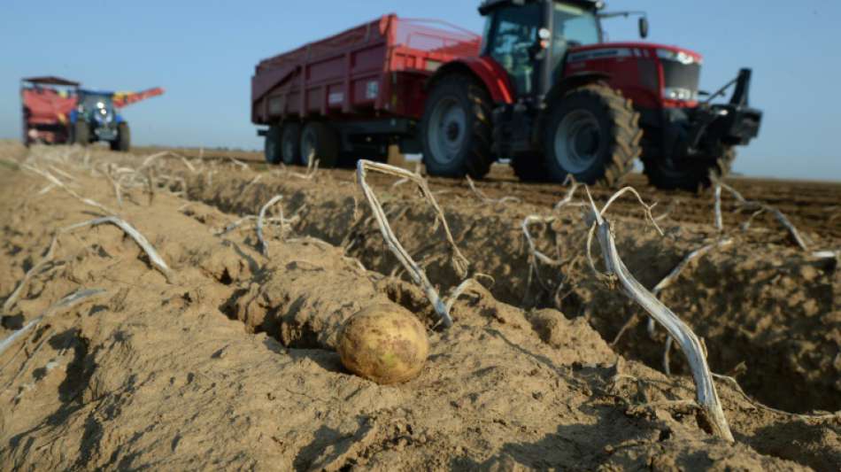 Vermeintlicher Gruselfund in Großbritannien entpuppt sich als Kartoffel