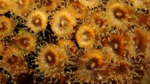 Forscher entdecken Überlebensstrategien bei vom Klimawandel bedrohten Korallen