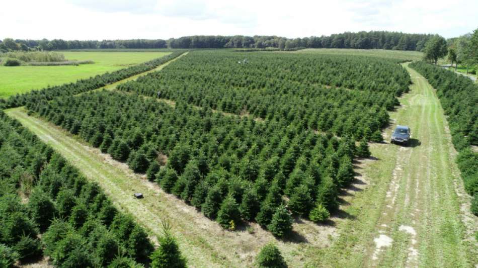 Unbekannte schneiden 3000 Weihnachtsbäumen die Kronen ab