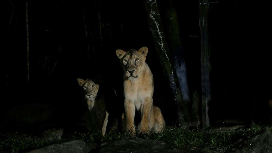 L&ouml;wen in Zoo in Singapur positiv auf Corona getestet