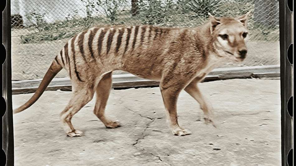 Ausgestorbener Tasmanischer Tiger nun auch in Farbe zu bewundern