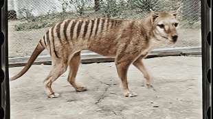 Ausgestorbener Tasmanischer Tiger nun auch in Farbe zu bewundern