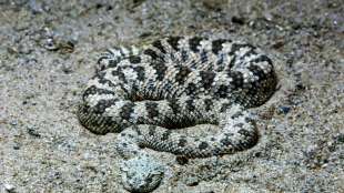 24-Jähriger in Österreich von seiner Giftschlange getötet