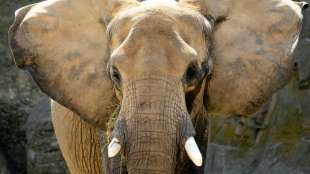 Export wild gefangener Elefanten aus Afrika wird weitgehend vorboten