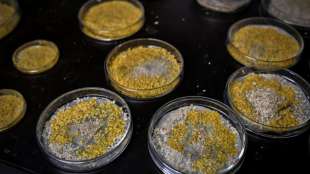 Französischer Astronaut Pesquet bringt den Blob zur ISS