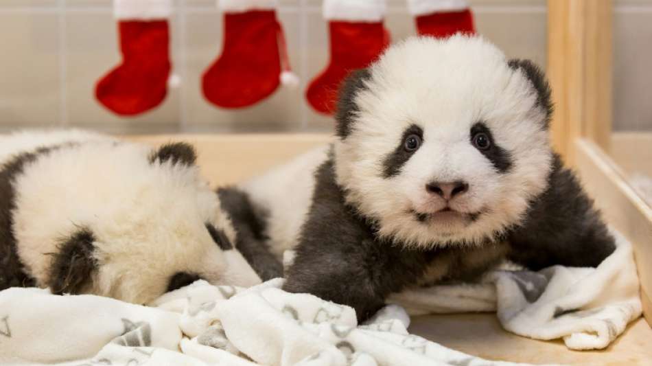 Berliner Pandazwillinge heißen Meng Xiang und Meng Yuan