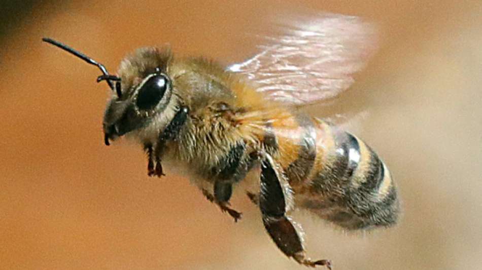 Nachhaltigere Landwirtschaft soll weltweites Insektensterben bremsen