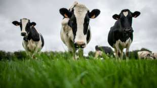 Deutsche Milchbauern warnen vor Höfesterben in Corona-Krise
