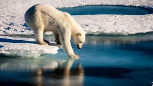 Aggressiver Eisb&auml;r in Gr&ouml;nland wird m&ouml;glicherweise erschossen