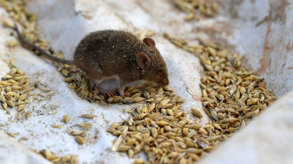 Australisches Gefängnis wegen Mäuseplage geräumt