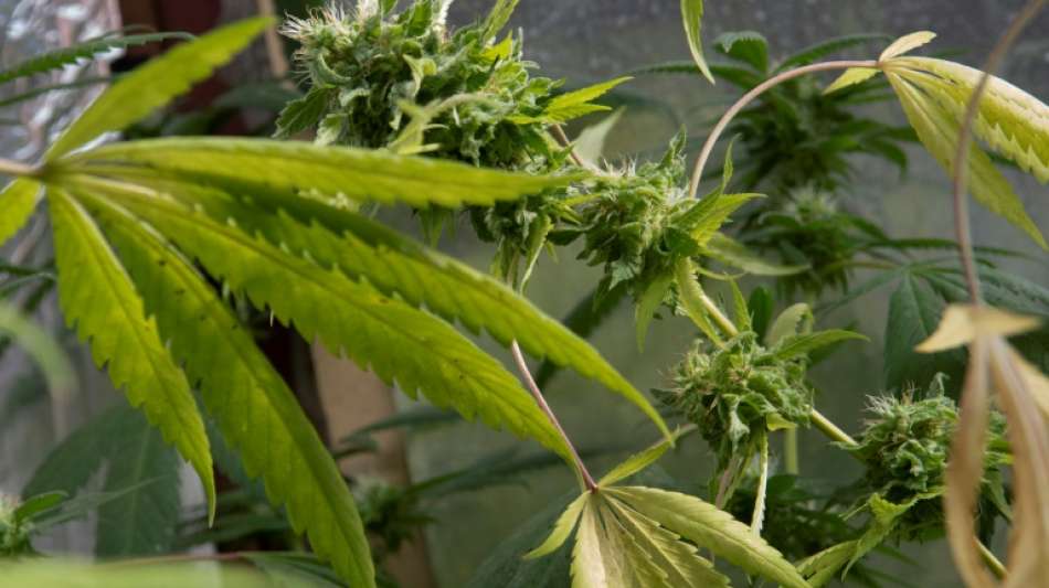 In der Ampel-Koalition wird nicht mit baldiger Cannabis-Freigabe gerechnet