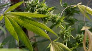 In der Ampel-Koalition wird nicht mit baldiger Cannabis-Freigabe gerechnet