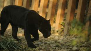 Panther spaziert in französischer Kleinstadt auf Dächern herum