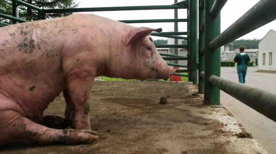 Tschechien erwirbt Schweinemastbetrieb auf ehemaligem KZ-Gel