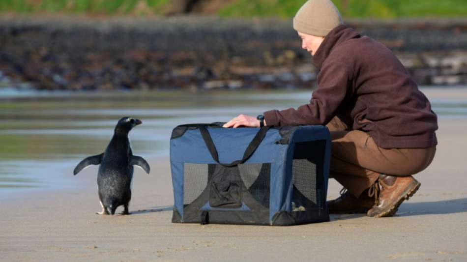 Kleiner Pinguin auf großer Tour
