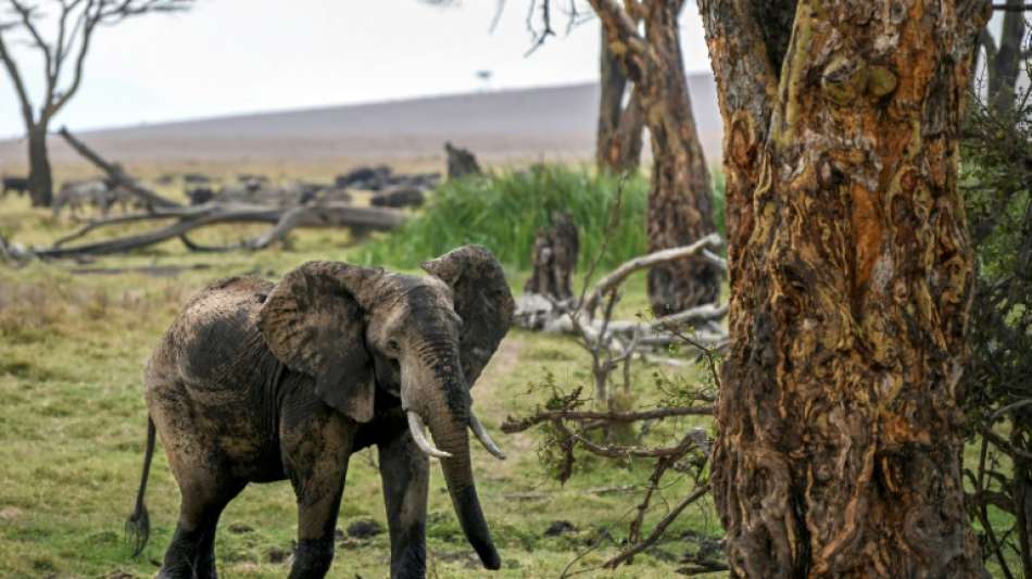 Elefant trampelt mutma&szlig;lichen Wilderer in S&uuml;dafrika zu Tode