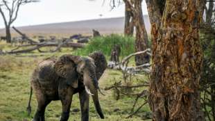 Elefant trampelt mutma&szlig;lichen Wilderer in S&uuml;dafrika zu Tode