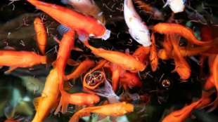 Unbekannte stehlen 200 Goldfische aus Teich in Baden-Württemberg