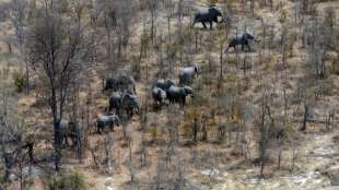 Mehr als hundert Elefanten binnen zwei Monaten in Botswana wegen Dürre verendet