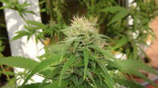 Polizei entdeckt in NRW Cannabisplantage mit 1500 Pflanzen - zwei Festnahmen