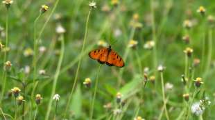 Hamburger Zoll stoppt Schaukästen mit geschützten tropischen Schmetterlingen