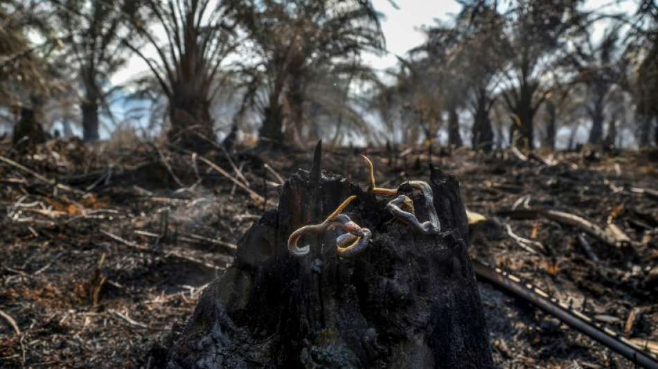 Indonesien kündigt WTO-Klage gegen EU wegen Palmöl-Verbot in Biodiesel an
