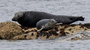 Erneut mehr Kegelrobben im Wattenmeer der Nordsee geboren