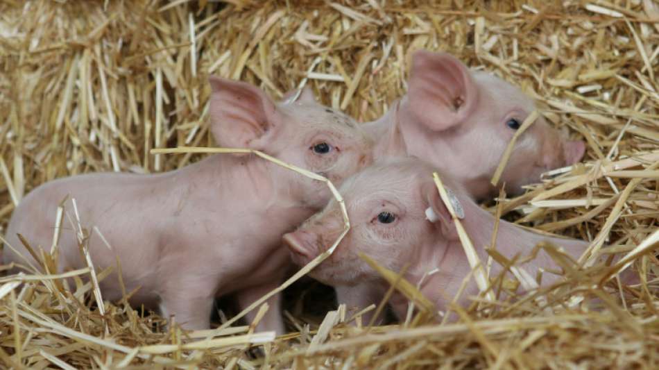 Wiesenhof-Chef kritisiert Freiwilligkeit des geplanten Tierwohllabels