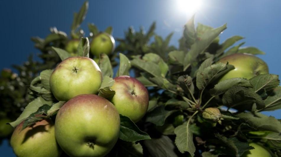 Bauernverband erwartet geringste Apfelernte seit 26 Jahren