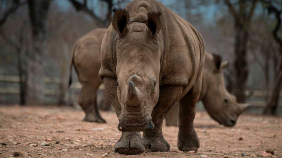 13 Nashörner in Botsuana von Wilderern getötet