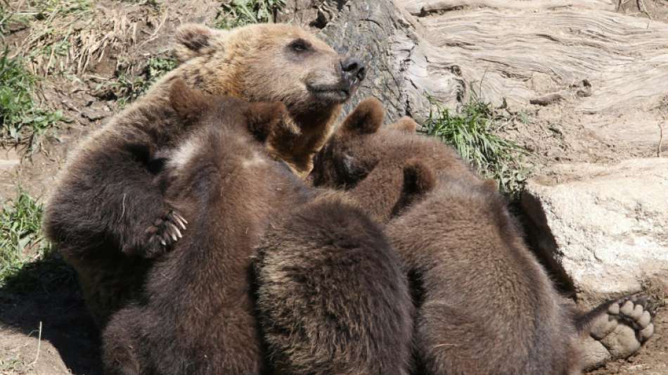 Suche nach ausgebüxtem unterernährten Bärenjungen in französischen Pyrenäen