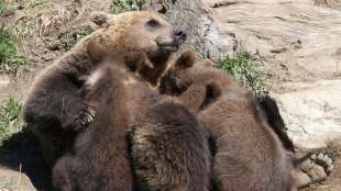 Ausgebüxtes unternernährtes Bärenjunges in Südfrankreich wieder eingefangen