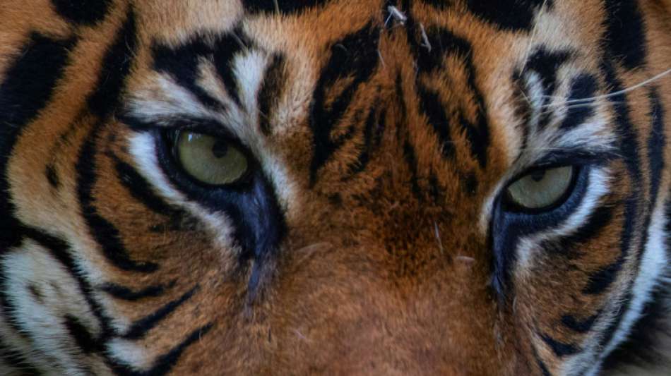 Bauer in Indonesien von Sumatra-Tiger getötet