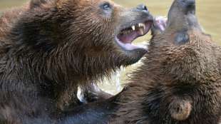 US-Sender Discovery lässt Menschen gegen Grizzlybären antreten