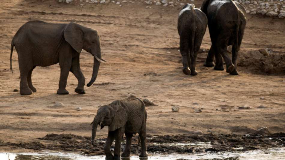 Tausende Wildtiere werden wegen Dürre in Simbabwe umgesiedelt
