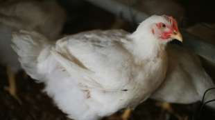 Russland meldet erste &Uuml;bertragung von Vogelgrippe-Virus H5N8 auf Menschen