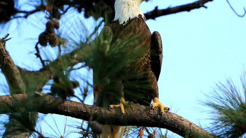Bestand der Wei&szlig;kopfseeadler in den USA hat sich erholt