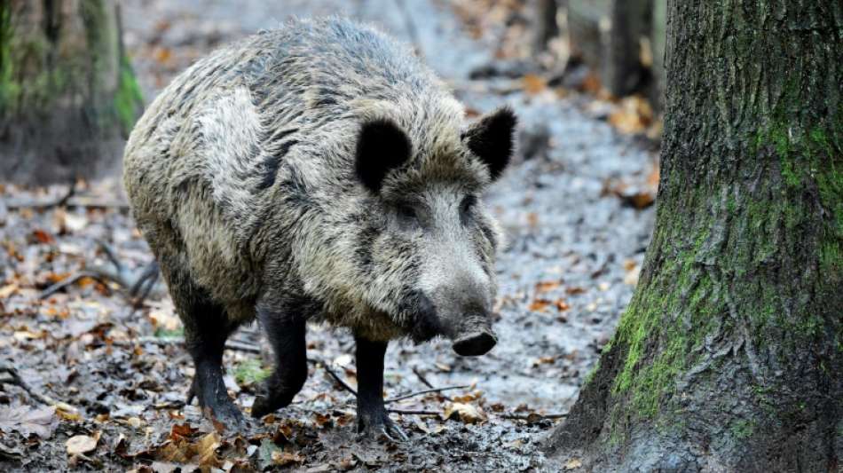 Wildschweine &uuml;berrennen in Karlsruhe Schulkinder und bauen Unf&auml;lle