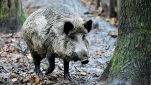 Wildschweine überrennen in Karlsruhe Schulkinder und bauen Unfälle