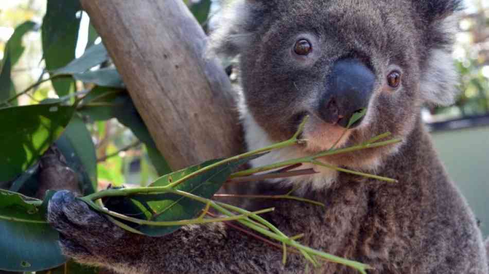 Liebestolle Koala-Bärin nach Ausbruch aus australischem Zoo eingefangen