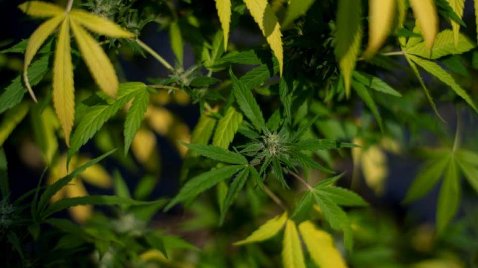 NRW-Ministerpr&auml;sident W&uuml;st r&uuml;gt m&ouml;gliche Cannabis-Legalisierung durch "Ampel"