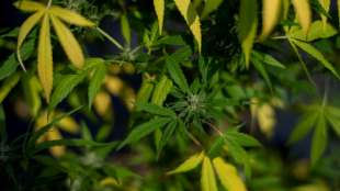NRW-Ministerpr&auml;sident W&uuml;st r&uuml;gt m&ouml;gliche Cannabis-Legalisierung durch "Ampel"