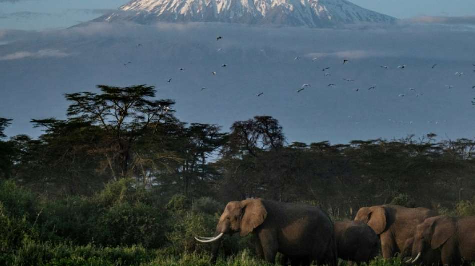 Elefanten-Herde fliegt in "Weltpremiere" von Großbritannien nach Kenia