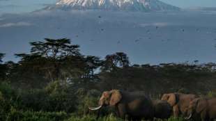 Kenias Regierung "besorgt" &uuml;ber Auswilderungspl&auml;ne britischer Tiersch&uuml;tzer