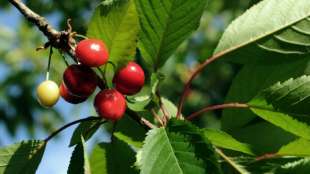 Kirschenernte fällt in diesem Jahr wohl deutlich schlechter aus