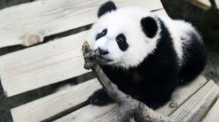 Video von Riesenpanda-Baby wird zum Youtube-Hit