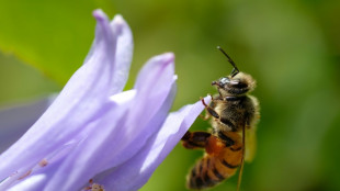 Les abeilles plus résistantes au réchauffement que les bourdons, selon une étude
