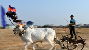 Los camboyanos buscan preservar sus tradicionales carreras de bueyes