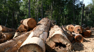 Französische Justiz verurteilt erstmals Unternehmen wegen illegalen Holzimports